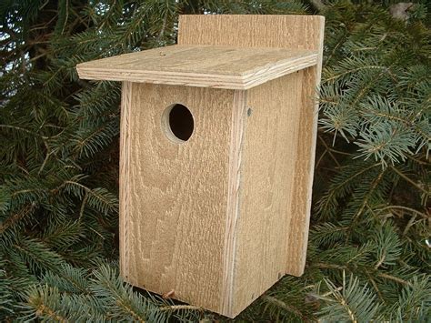 blue bird bluebird birdhouse tree swallow nesting box