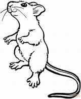 Rat Coloring Mouse Pages Drawing Standing Mice Printable Cute Color Sketch Kids Outline Animal Clipart Drawings Animals Illustration Sheets Rats sketch template