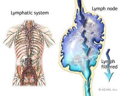 york times health image lymphatic system