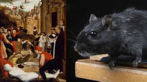 rats         black plague