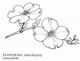 Dogwood Drawing Flowers Flower Blossom Tree Branch Sketch Google Botanical Show Drawings Trees Outline Tattoo Line Coloring Pacific Template Search sketch template