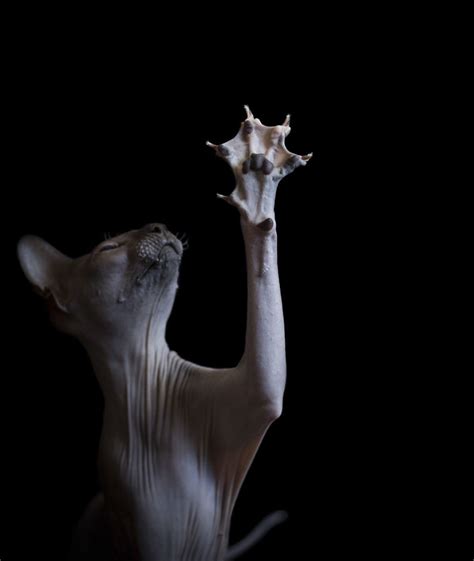 43 hairless cat photos that will remind you of aliens bored panda