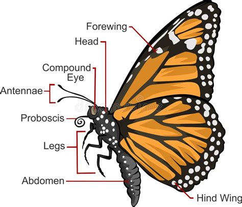 monarch butterfly anatomy diagram diagram resource