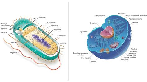 share  eukaryotic cell sketch latest seveneduvn