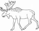Moose Coloring Pages Printable Print Eland Elk Drawing Color Animal Caribou Head Animals Kids Sheet Colouring Outline Canada Draw Line sketch template
