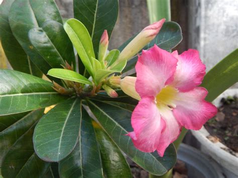 fotos gratis naturaleza flor planta terrestre petalo planta floreciendo rosado hoja