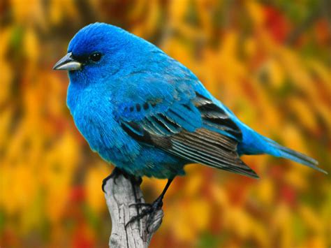 colorful birds wallpapers