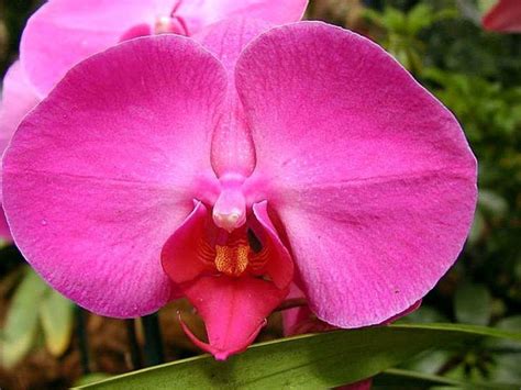 Free Picture Orchid Red