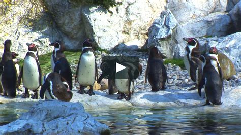 sid  science kid penguin pond  vimeo
