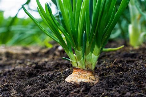 ways  plant onion bulbs  sets carrot companion plants