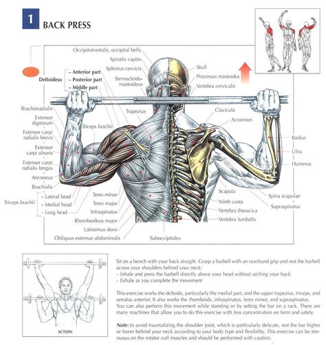pin  health  exercise anatomy