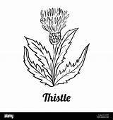Thistle Drawing Line Vector Isolated Hand Background Stock Illustration Scottish Simple Alamy Coloring Getdrawings Drawn Book Scotch sketch template