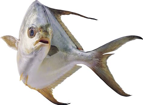 fish png images