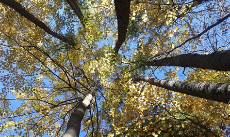 forest floor forest floor natural beauty tree trunk nature