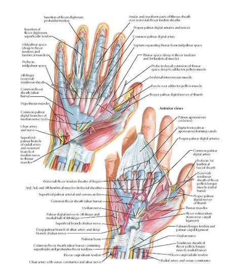 wrist  hand deeper palmar dissections anatomy flexor carpi radialis