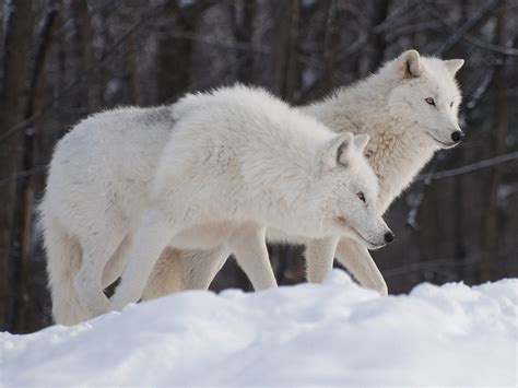 arctic wolf prince georges county parents maryland blog