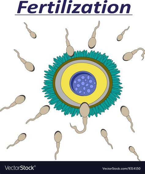 a female egg fertilization sperm royalty free vector image