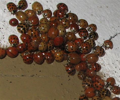 asian ladybug removal