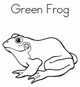 Coloring Frog Pages Green Color Adult Cycle Life Red Tree Print Colorear Para Frogs Printable Toad Az Eye Getcolorings Clipartbest sketch template