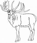 Elk Animals Moose sketch template