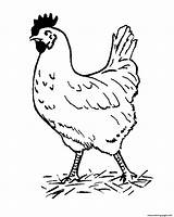 Coloring Hen Pages Animal Farm Print Printable sketch template