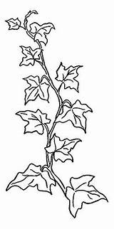 Malvorlage Efeu Malvorlagen Efeuranke Schablonen Bäume Ranken sketch template