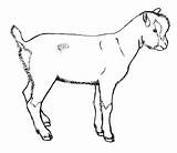 Goat Coloring Goats Drawings Popular Pages sketch template