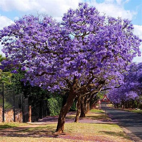 purple jacaranda mimosa plant ft tall fully rooted plant fast etsy