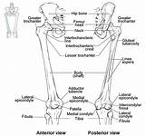Bones Femur Lower Limb Anatomy Patella Bone Diagram Thigh Anterior Right Skeleton Posterior Left Region Articulates Physiology Appendicular Fracture Mid sketch template