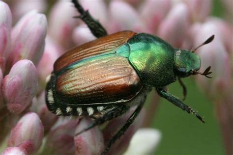 japanese beetle invasive species council  british columbia