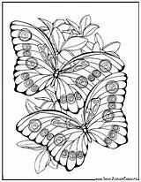 Papillons Jolis Coloriages Papillon Butterfly Butterflies Sheet Colouring Mariposas Ausmalbild Adultes Fairies sketch template