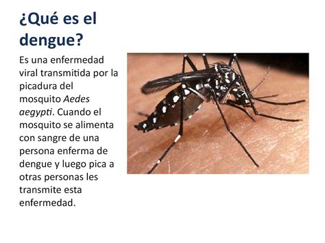 calameo presentacion del dengue