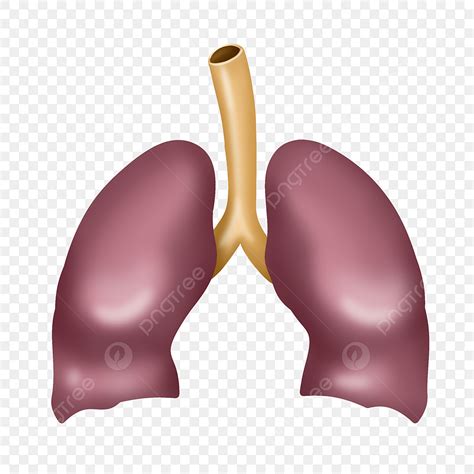 gambar ilustrasi hati organ manusia organ manusia hati organ