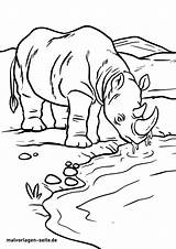 Nashorn Malvorlage Ausmalbild Ausmalen Malvorlagen Wildtiere Ausmalbilder Ausdrucken Wir sketch template
