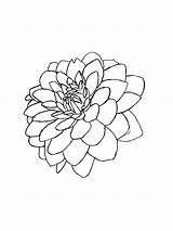 Dahlia Coloring sketch template