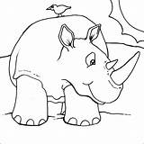 Rhino Coloring Pages Print Colour Colouring Animals Zoo sketch template