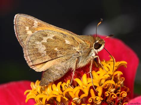 skipper butterflies north american insects spiders