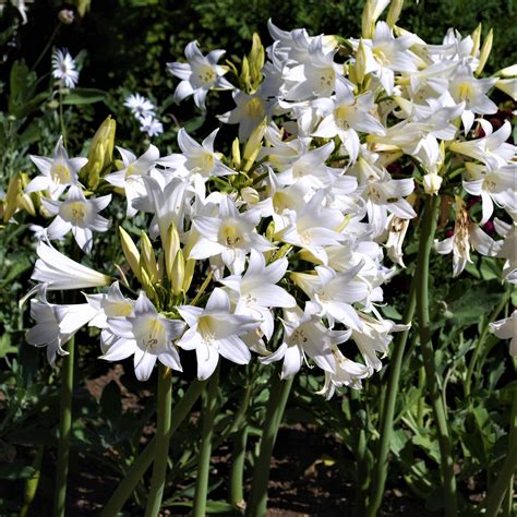 white belladonna lily white bulbs cape belladonna white naked lady