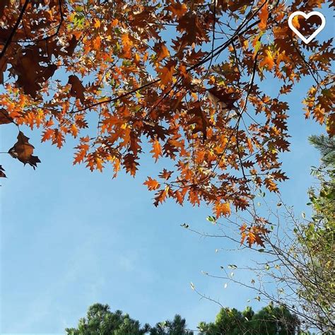 wat worden wij vrolijk van de prachtige herfstkleuren op onze parken bedankt voor het delen