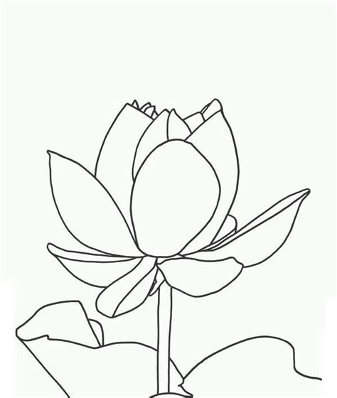 magnificent lotus flower coloring page kids play color flower