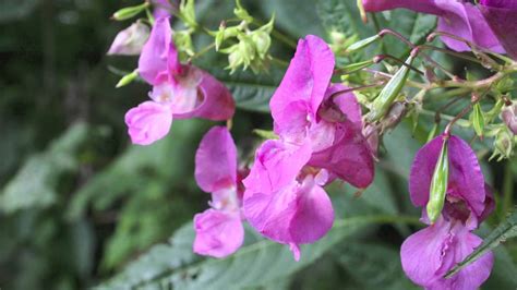 himalayan balsam ornamental jewelweed drüsiges springkraut impatiens glandulifera youtube