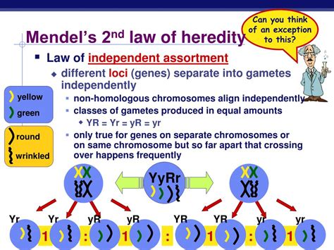 Ppt Heredity And Mendel Meiosis Powerpoint Presentation My Xxx Hot Girl