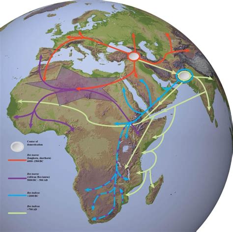 approximate migration route   origin  africa domestic cattle