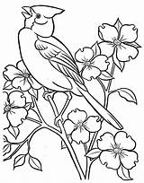 Passaro Passarinho Coloring Aves Pajaros Picasa Tecido Pássaros Pássaro Springtime Picasaweb Bonitos Atividades sketch template