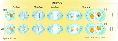 Fisiologia Celular Meiosis Cell Cycle Mitosis