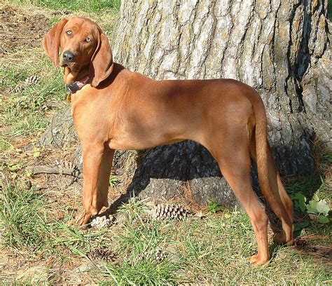 coonhound wiktionary   dictionary