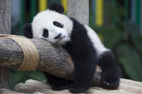 cute panda raww