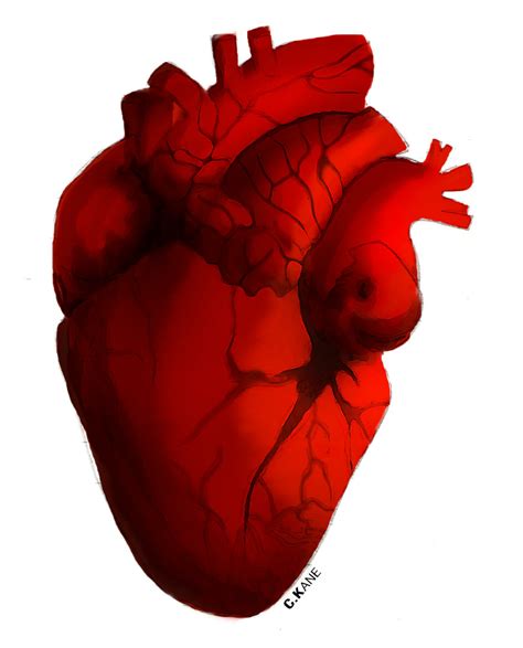 real heart human heart clip art hostted  clipartbarn wikiclipart