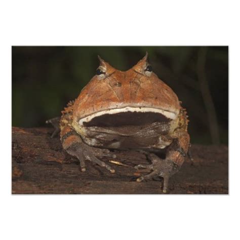 amazon horned frog ceratophrys cornuta photograph zazzle