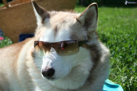 Husky With Sunglasses